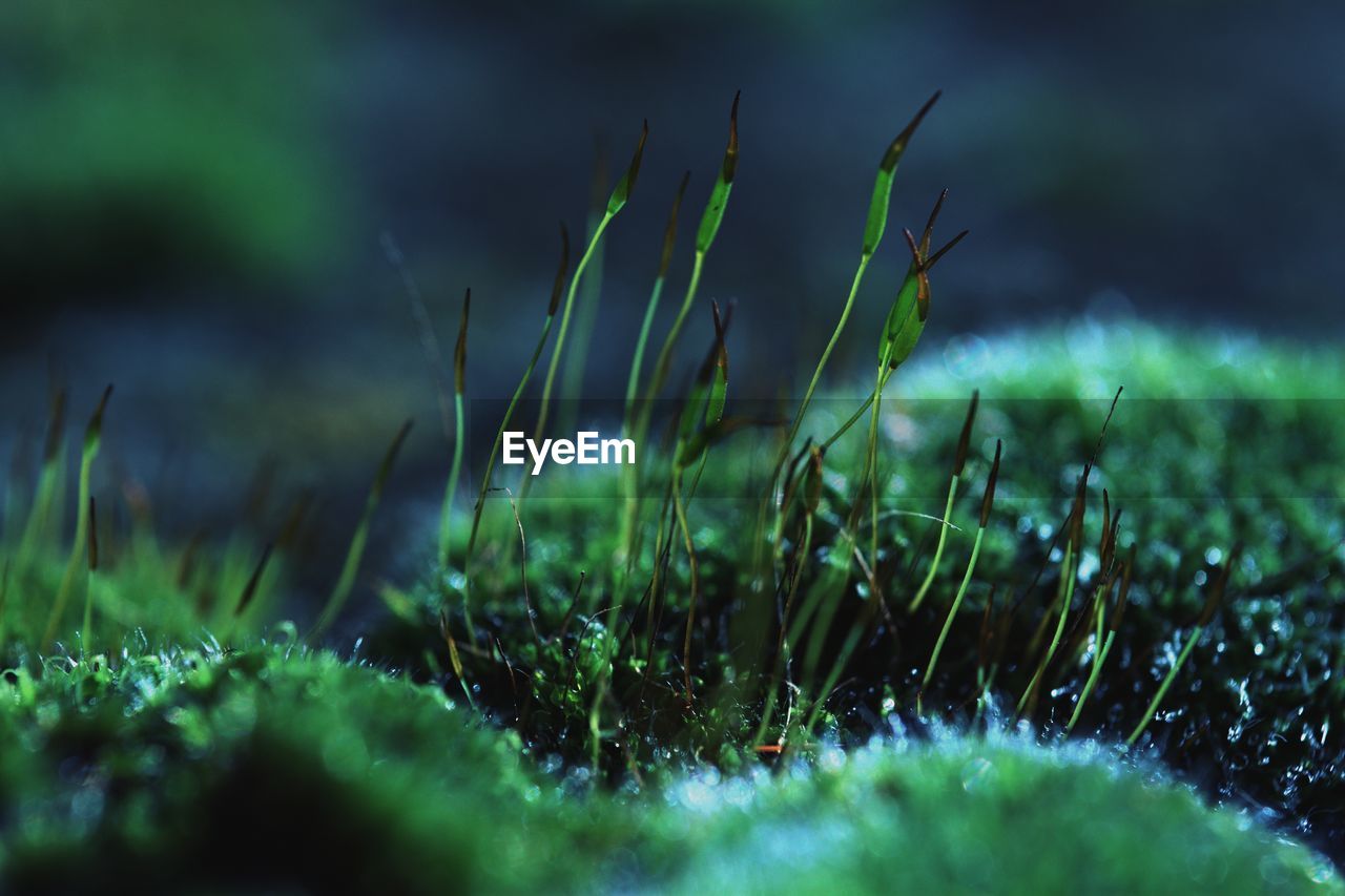 Close-up of grass growing in field