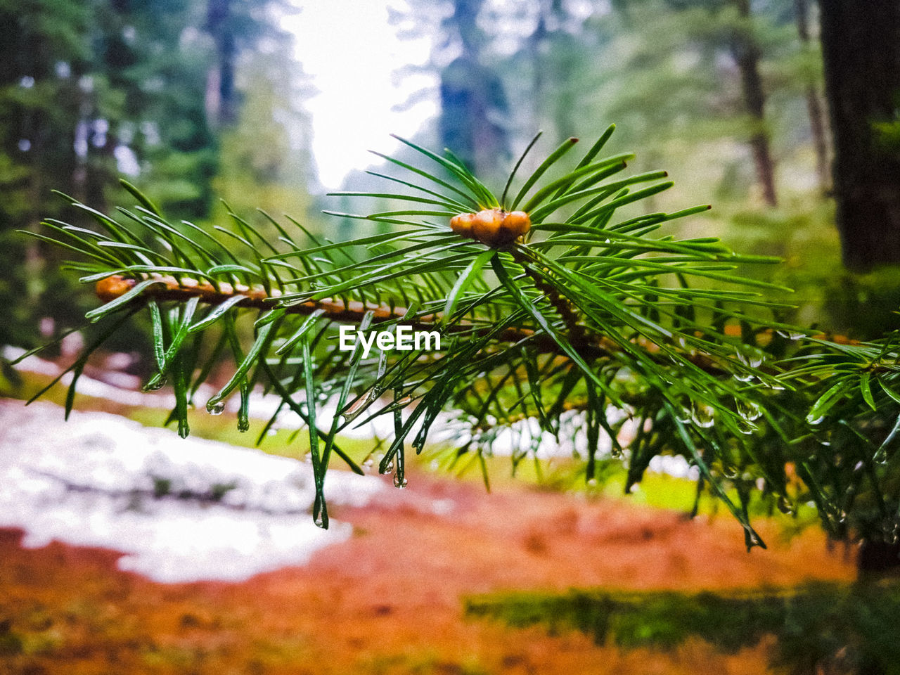 CLOSE-UP OF PINE TREE WITH PLANTS