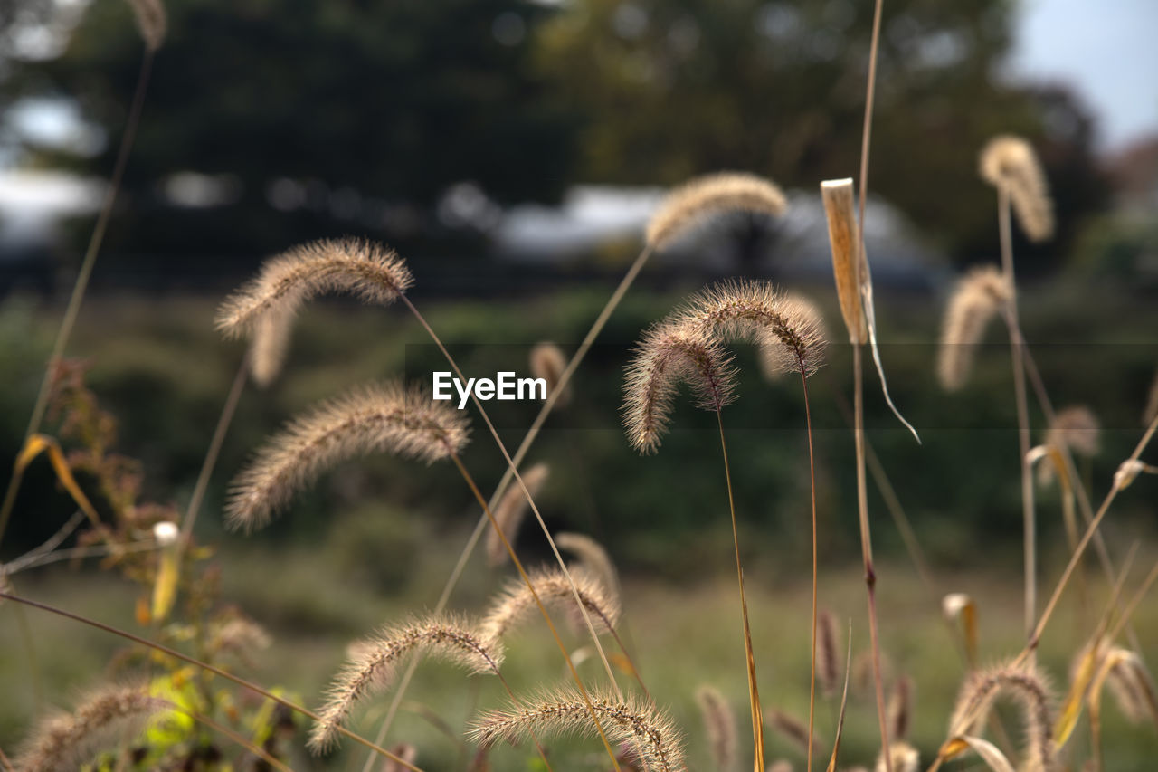 Close-up of dried plant on field