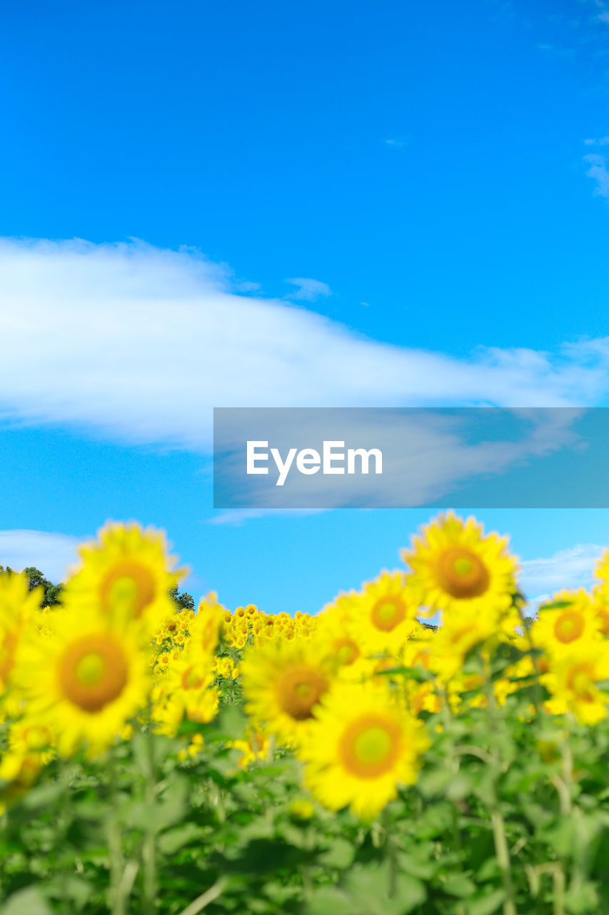 CLOSE-UP OF SUNFLOWERS