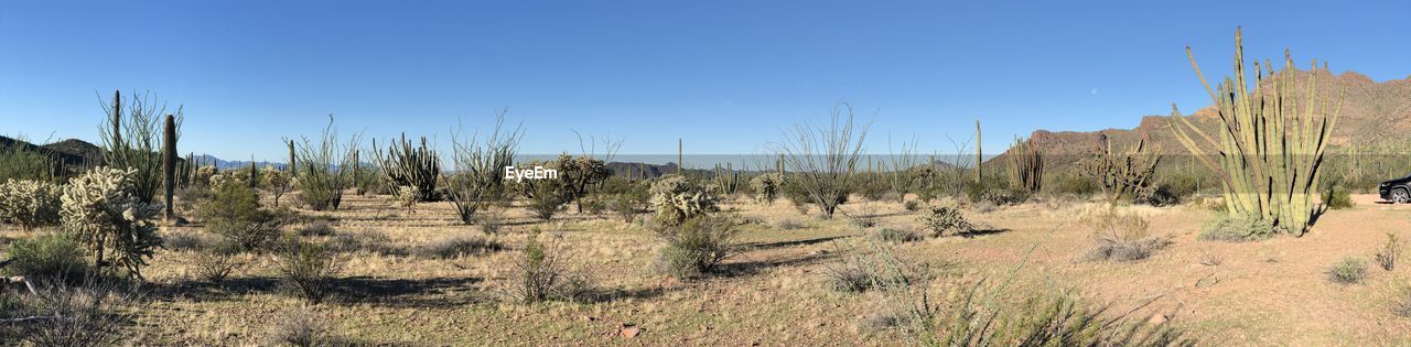 Panoramic shot of trees on field against clear blue sky