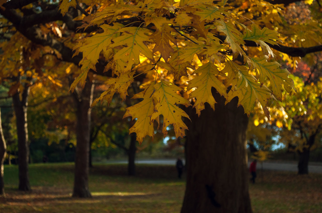 Close-up of autumn tree in park