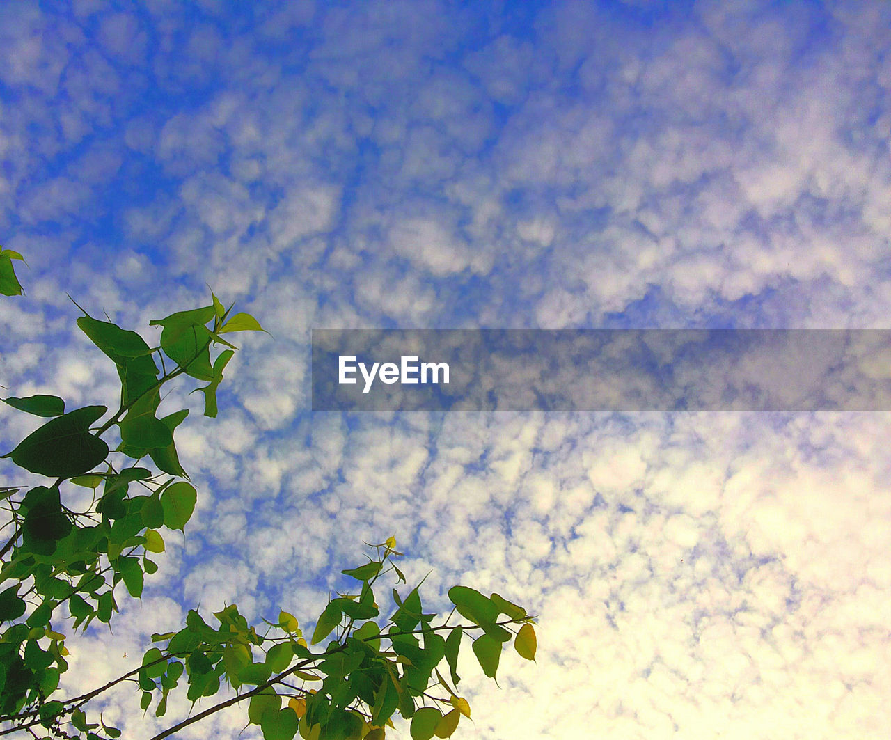 LOW ANGLE VIEW OF TREES AGAINST CLOUDY SKY