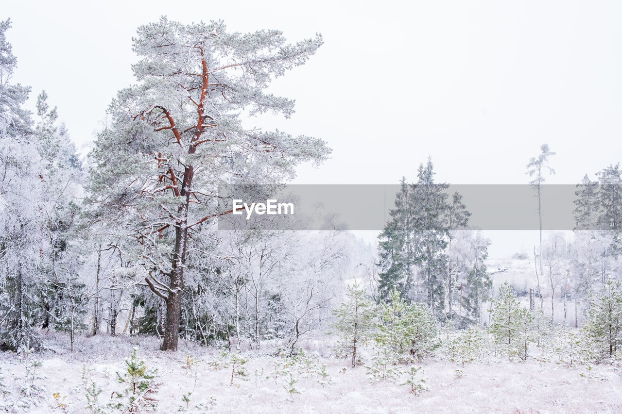 Old-growth forest at a bog with new fallen snow