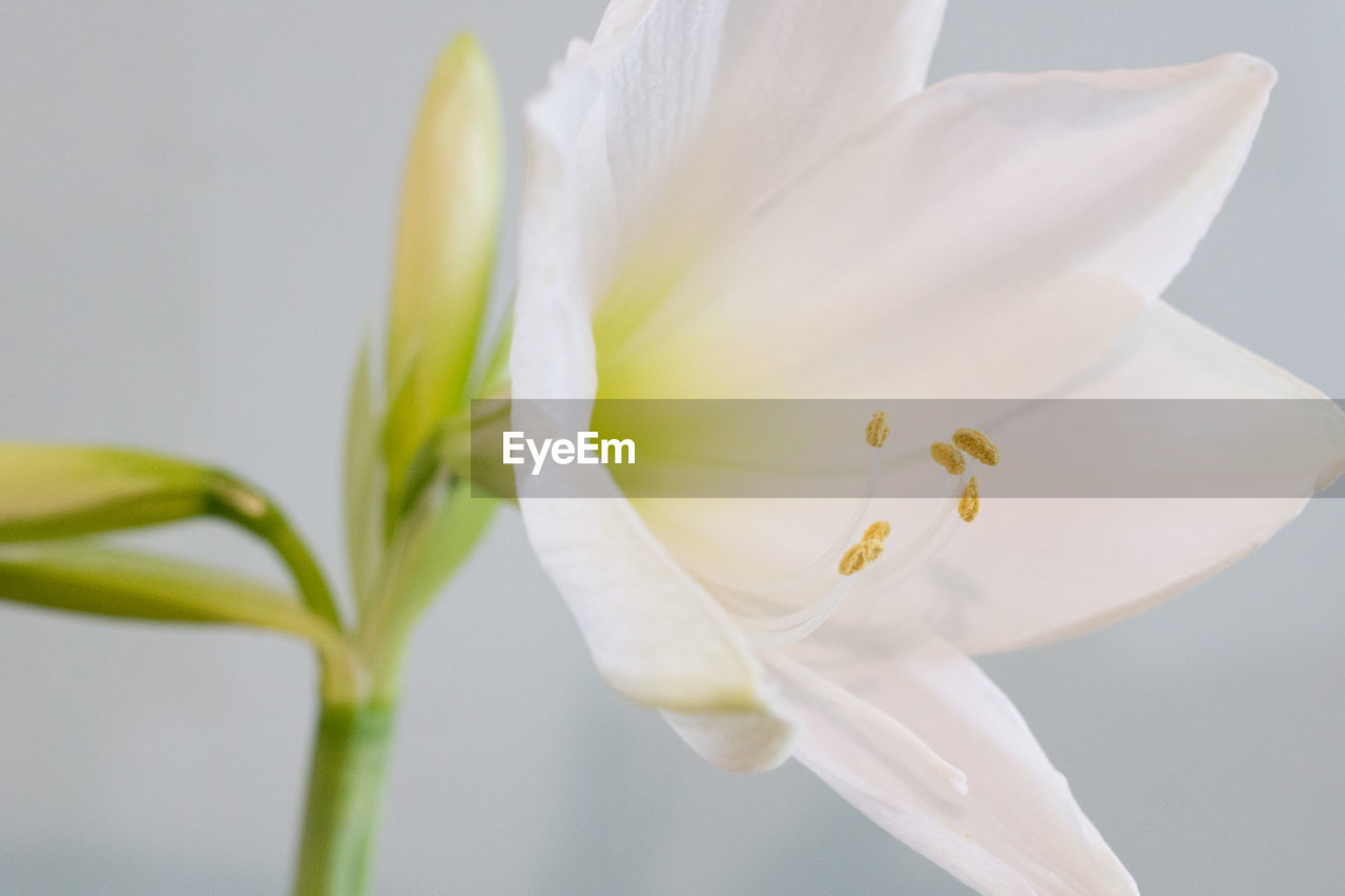 Close-up of white amaryllis flower