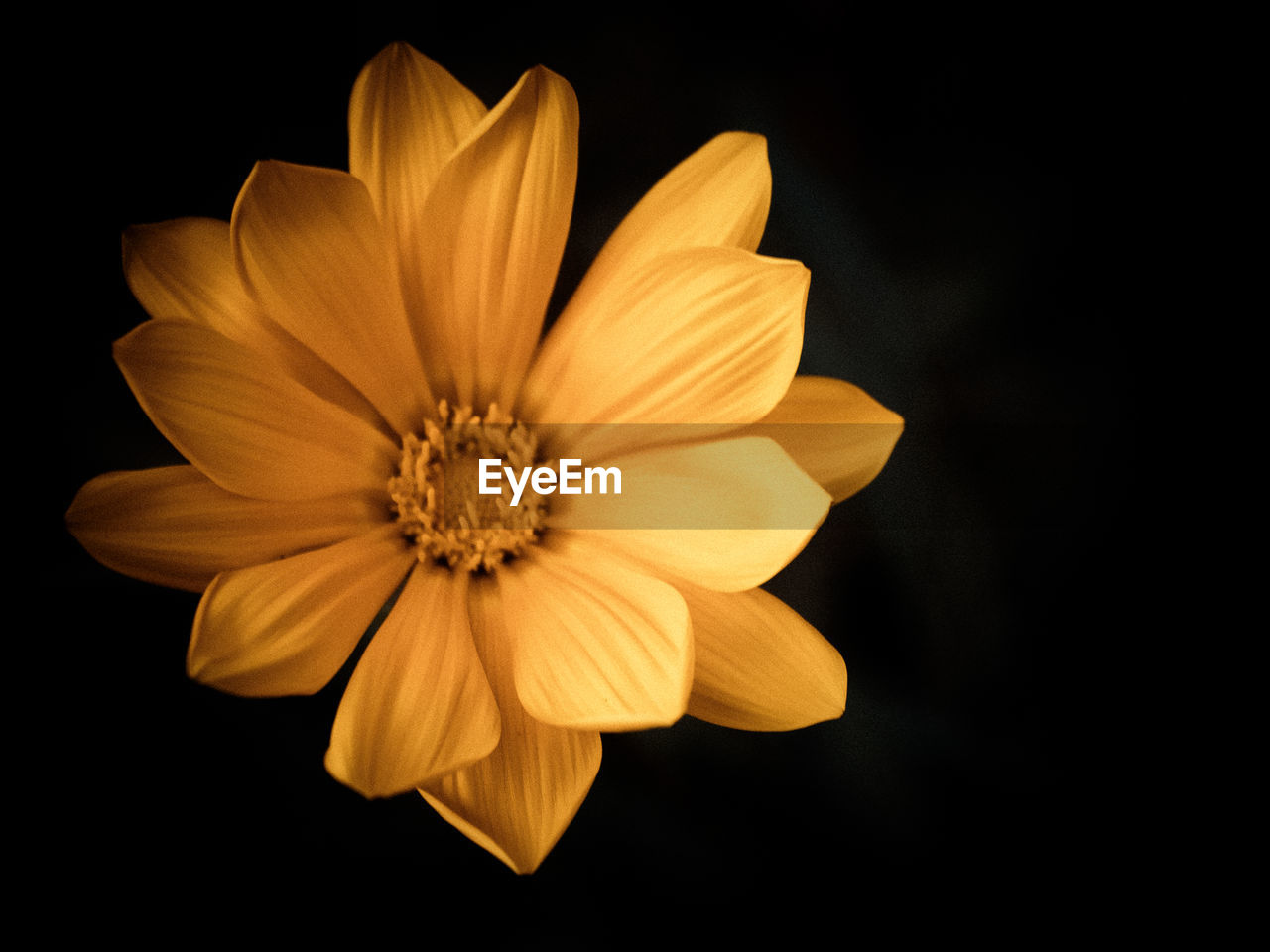 flower, petal, flower head, fragility, black background, pollen, beauty in nature, freshness, studio shot, blooming, nature, no people, growth, plant, close-up, black-eyed susan, outdoors, day