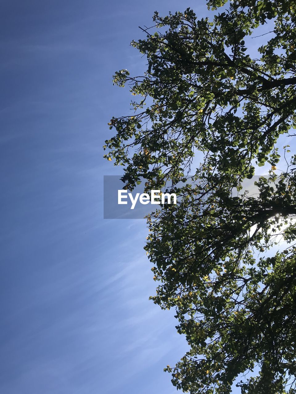 LOW ANGLE VIEW OF TREE BRANCH AGAINST SKY