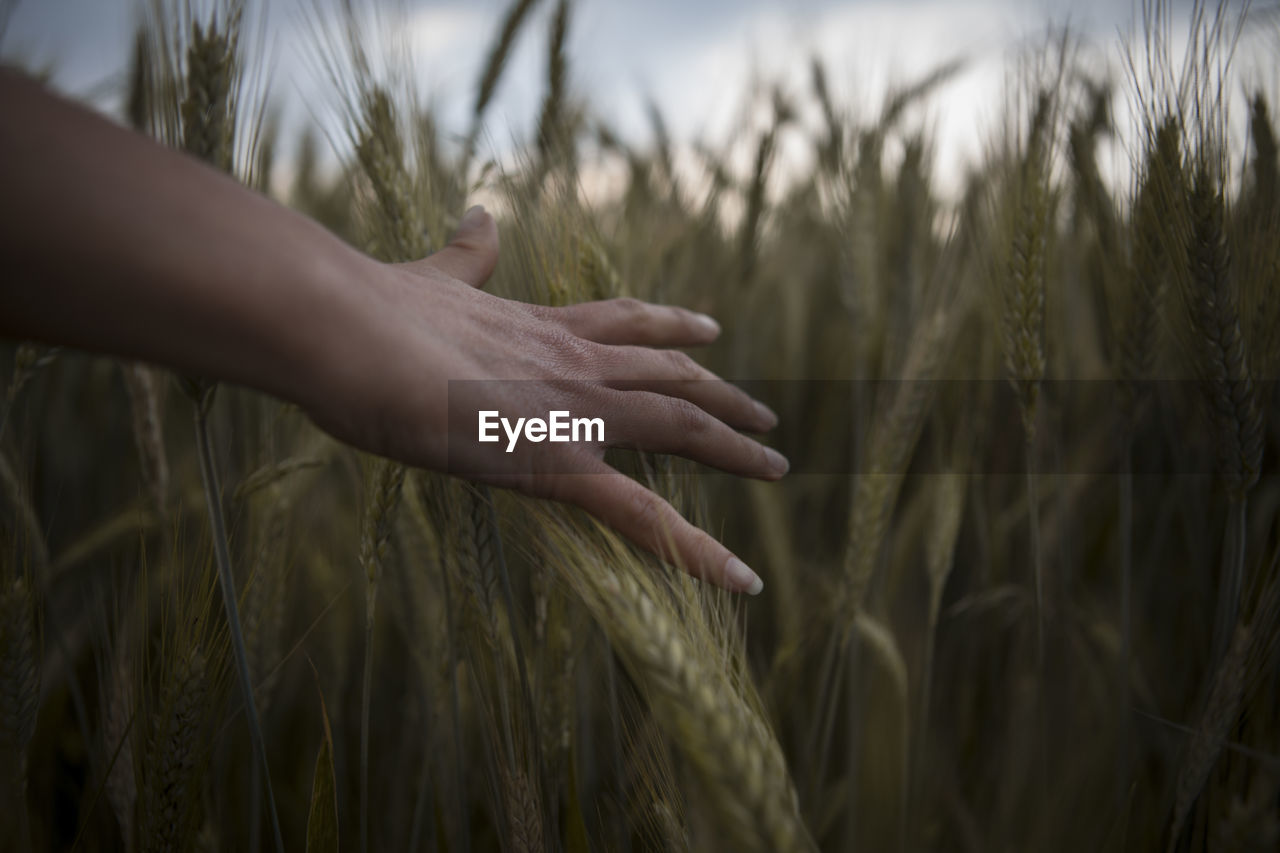 Cropped hand of woman touching crops in field