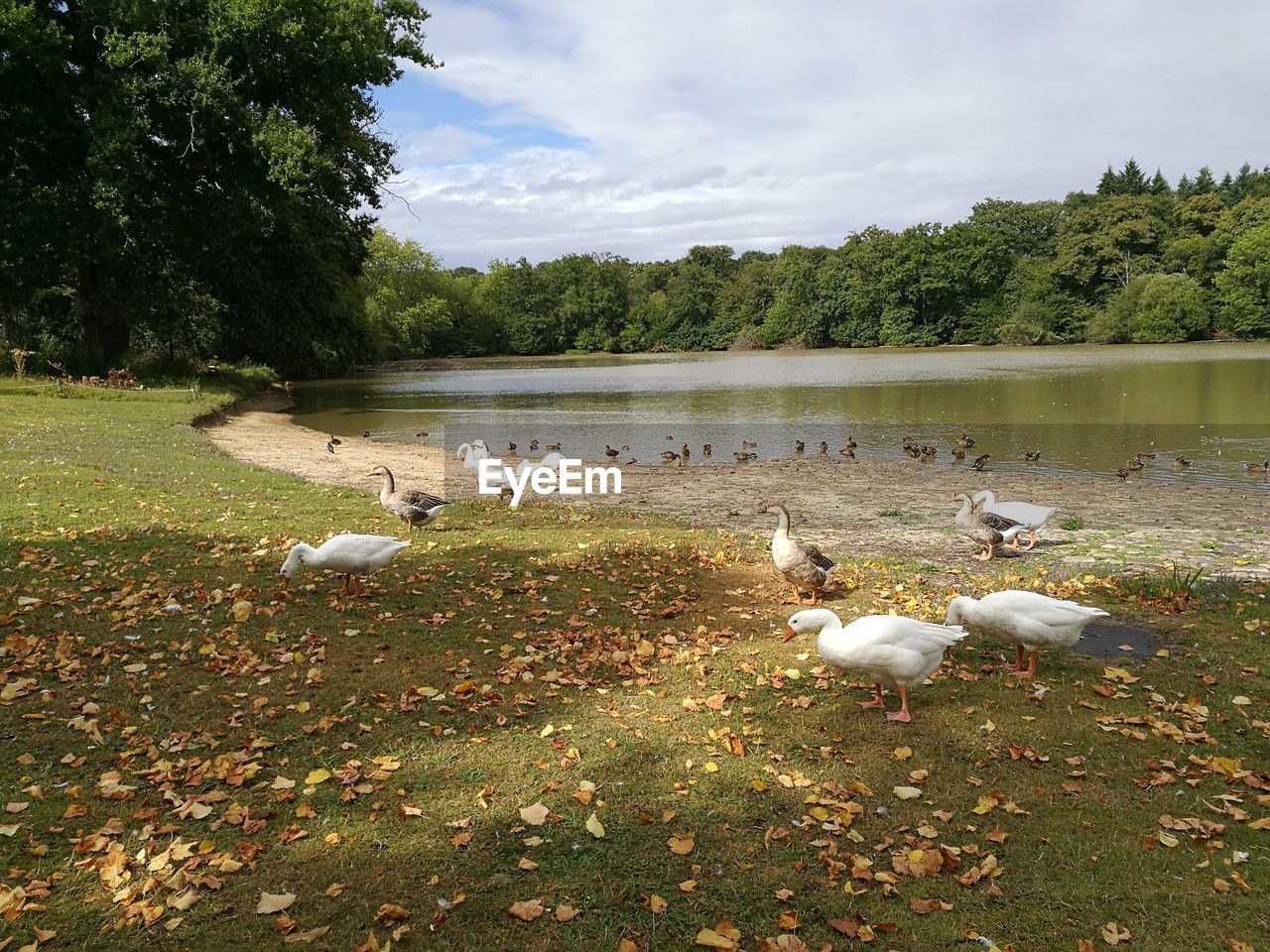 HIGH ANGLE VIEW OF MALLARD DUCKS ON RIVERBANK