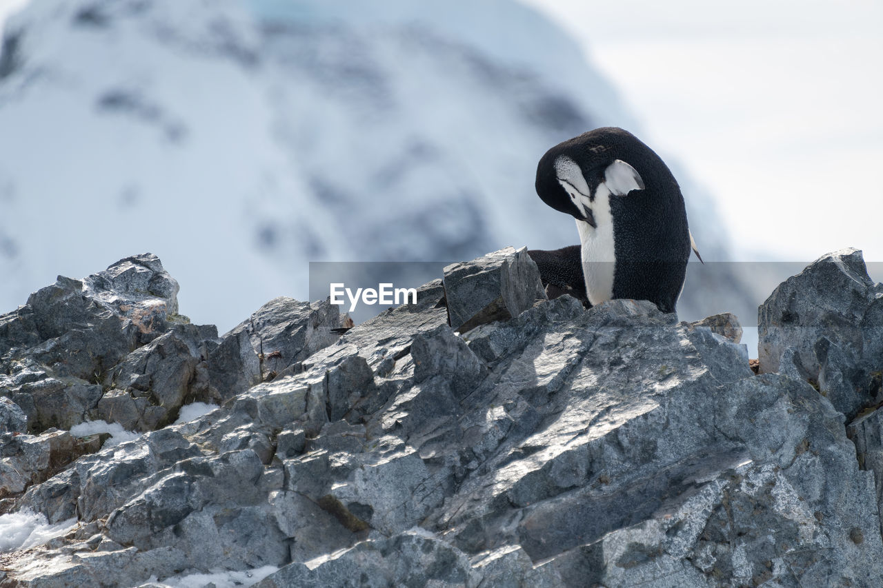 Chinstrap penguin stands preening on rocky ridge
