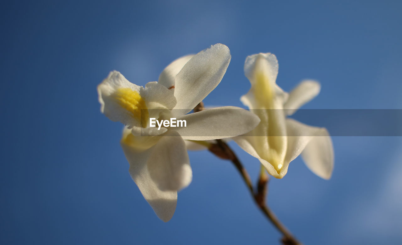 CLOSE-UP OF WHITE ROSE AGAINST BLUE BACKGROUND