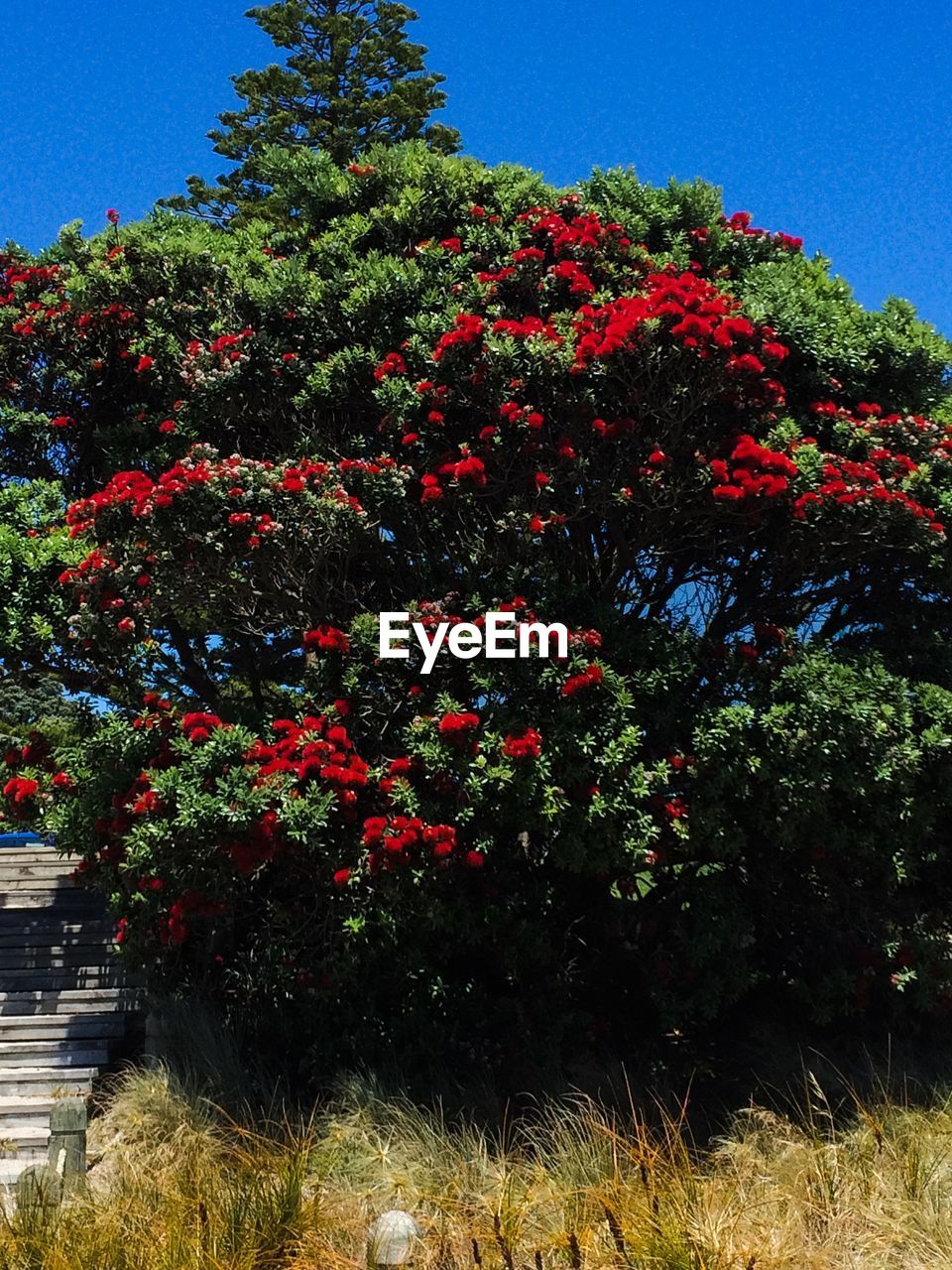 Red flowers growing on tree against blue sky