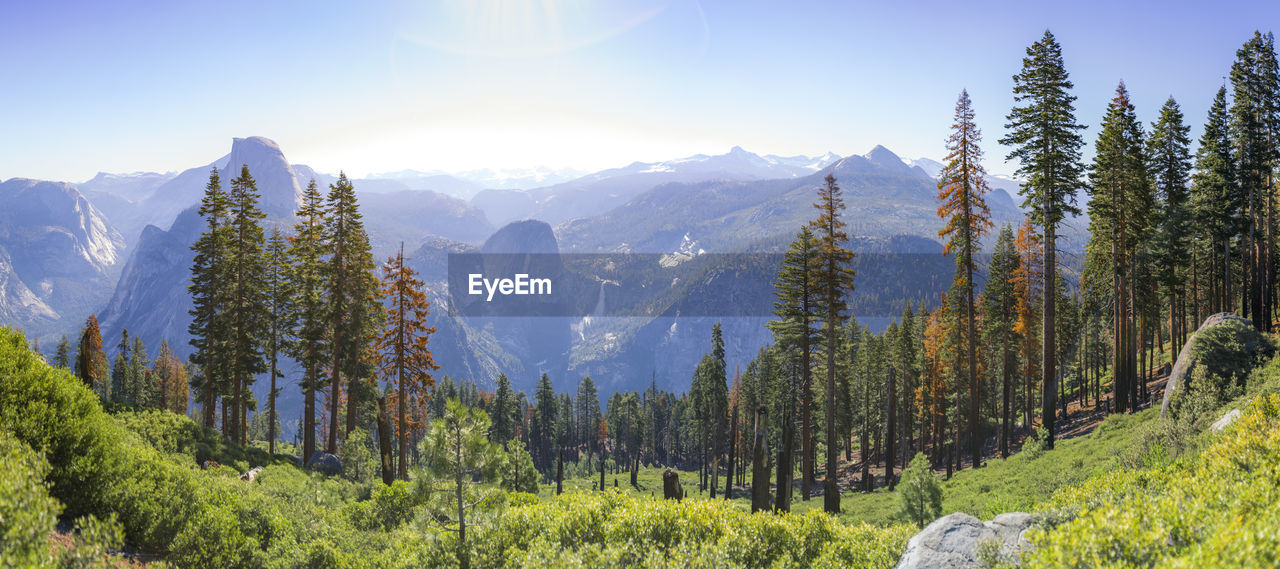 Panoramic shot of trees on landscape against sky