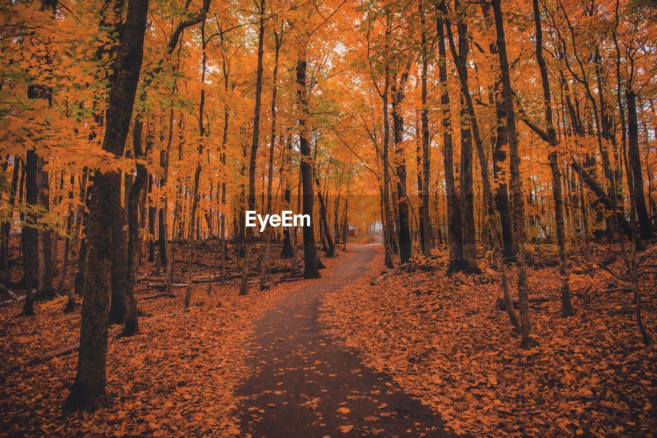 Trees in forest during autumn