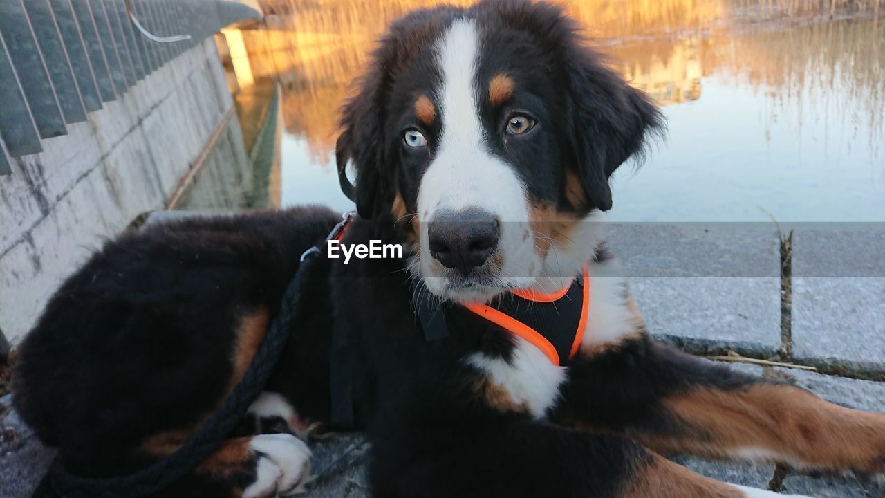 CLOSE-UP PORTRAIT OF DOG SITTING