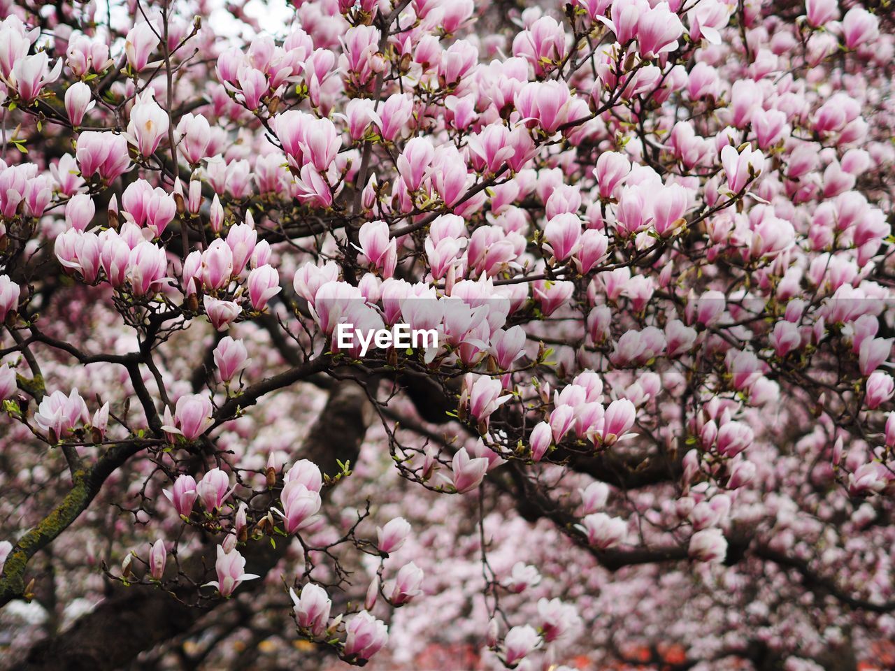 Pink flowers on tree in bloom