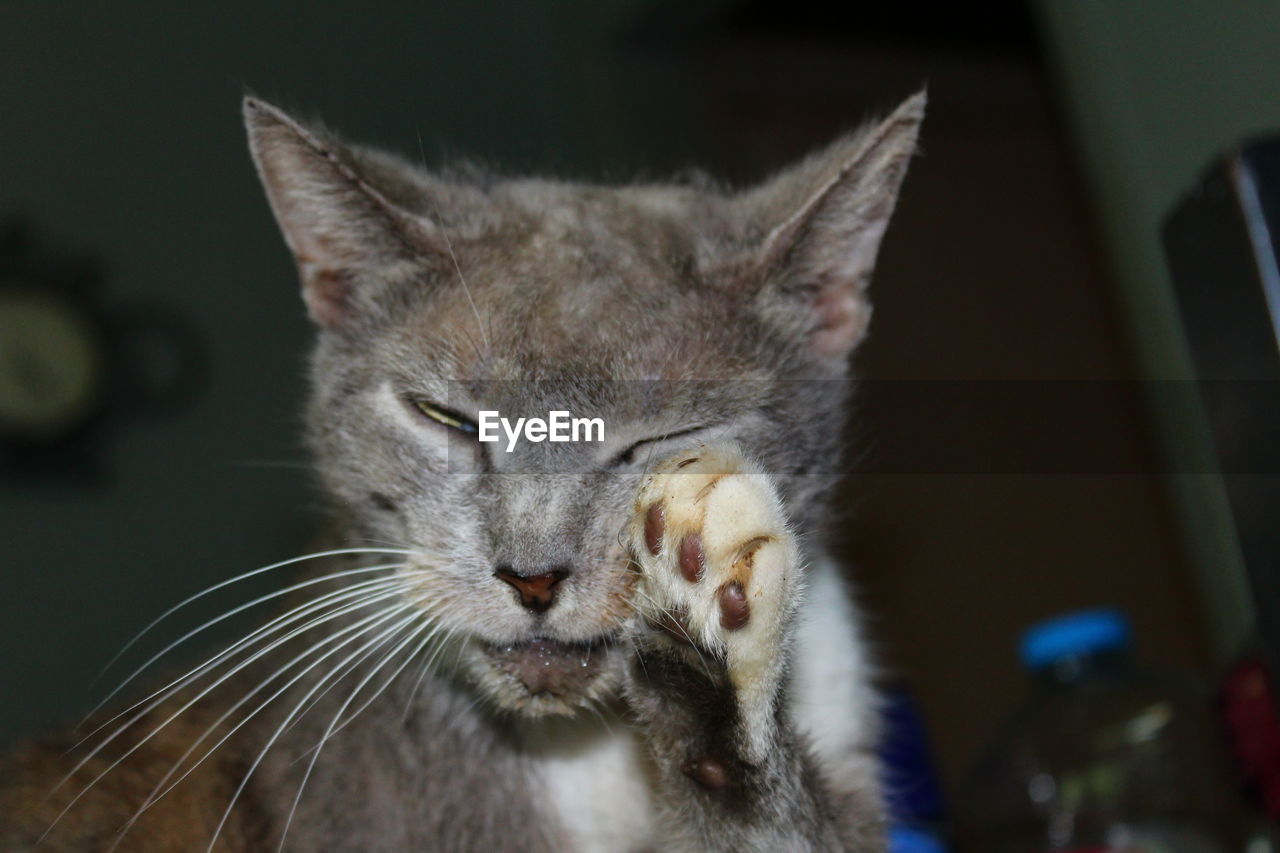 Close-up portrait of cat