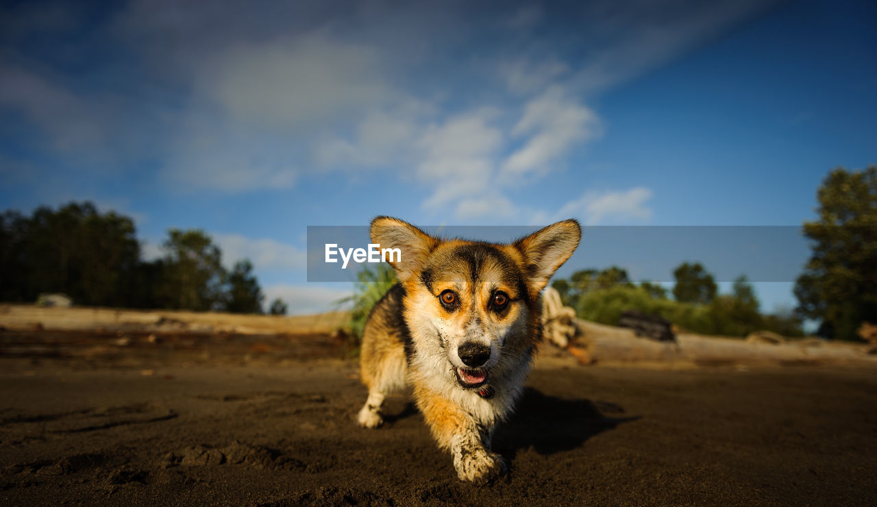 Portrait of dog at beach against sky