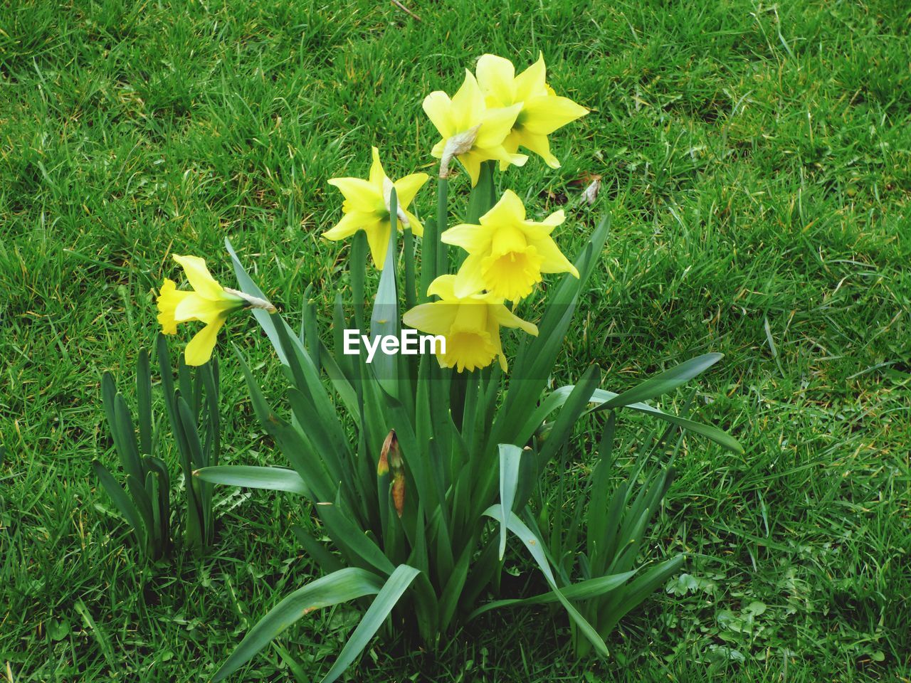 CLOSE-UP OF YELLOW FLOWER