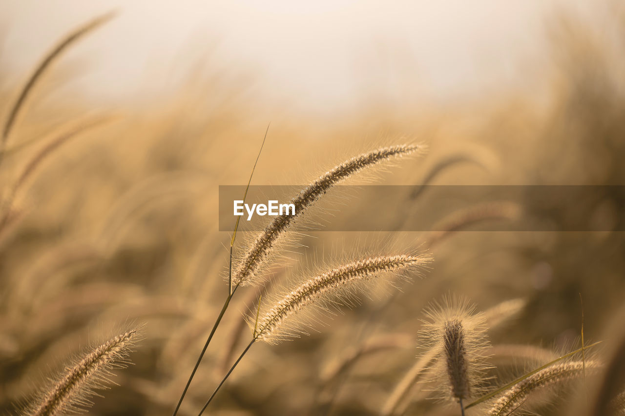 CLOSE-UP OF STALKS IN FIELD AGAINST BLURRED BACKGROUND