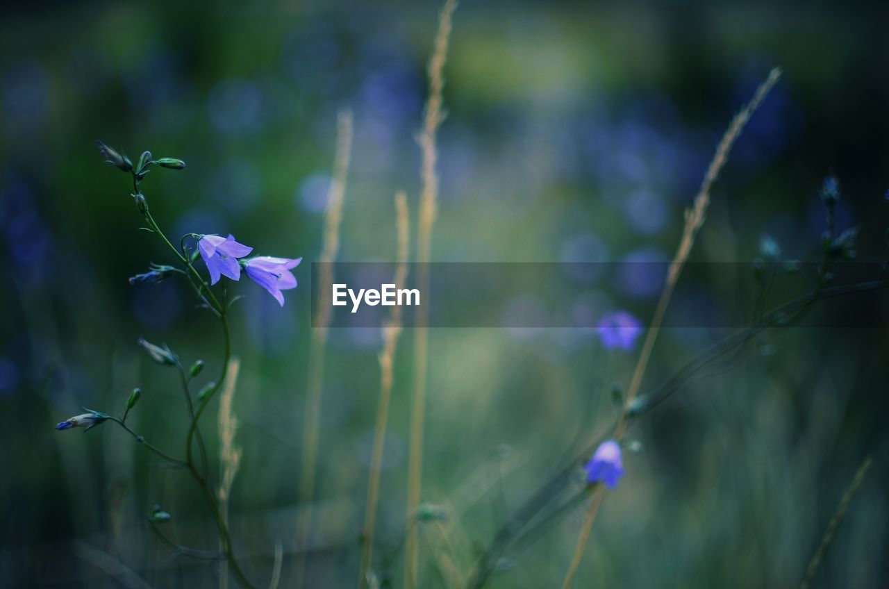 CLOSE-UP OF PURPLE FLOWERING PLANTS DURING RAINY SEASON