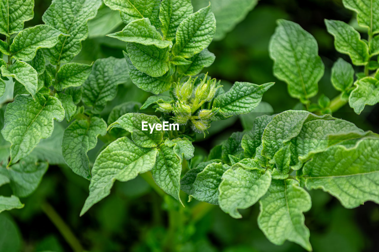 leaf, food and drink, plant part, green, food, plant, freshness, healthy eating, nature, herb, vegetable, growth, flower, spearmint, agriculture, wellbeing, close-up, no people, beauty in nature, outdoors, garden, summer, produce, day, leaf vegetable, backgrounds, field, mint leaf - culinary, social issues