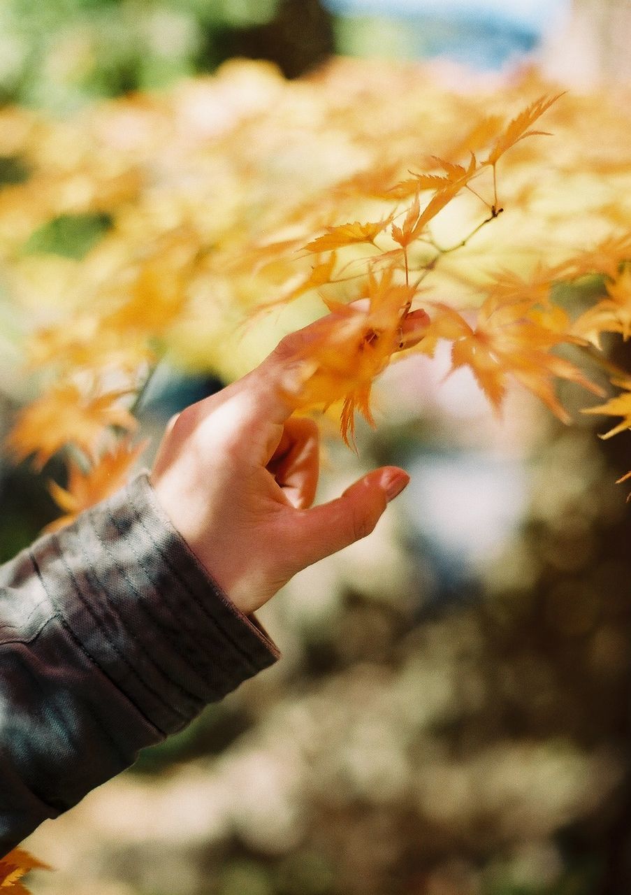 Cropped hand of man touching autumn tree