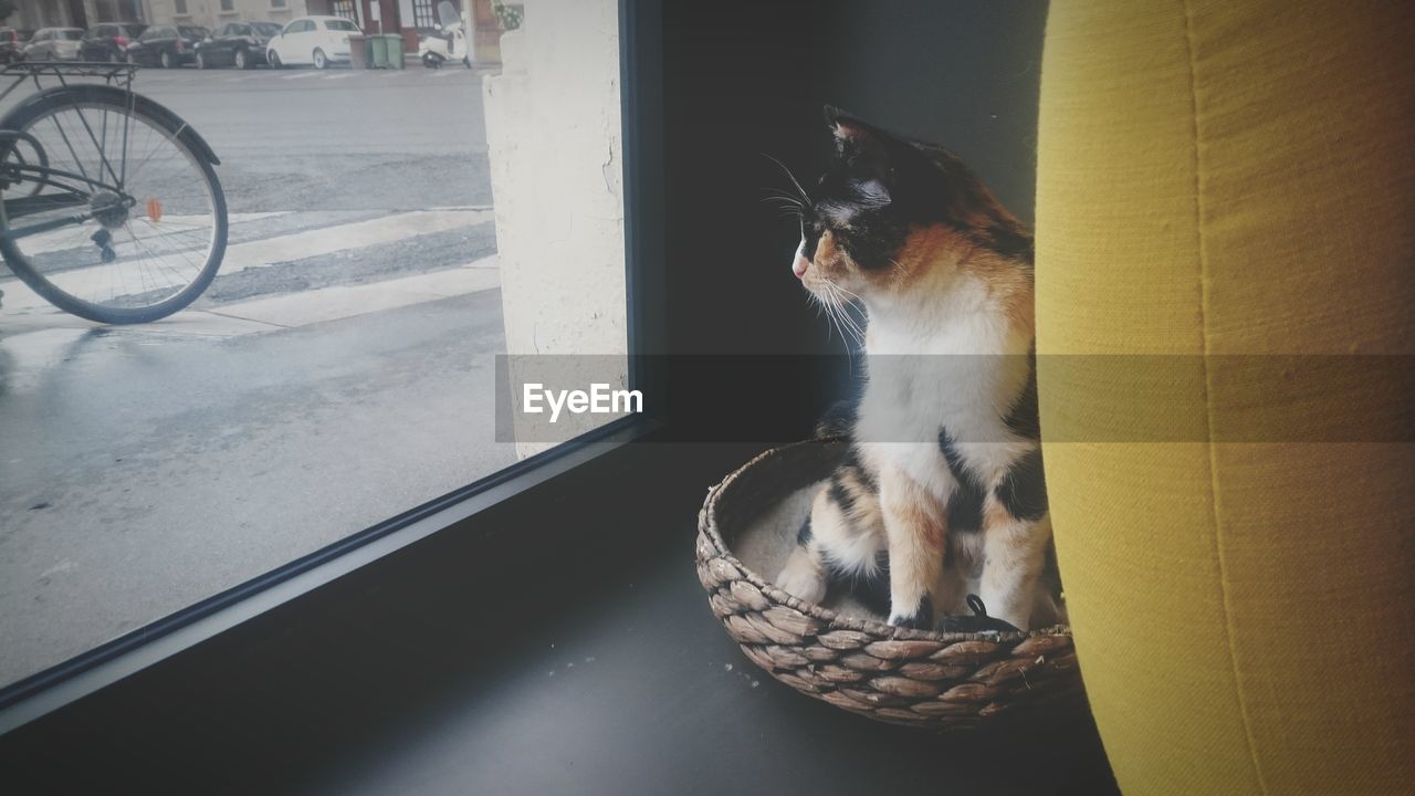 Cat sitting on pet bed looking through window