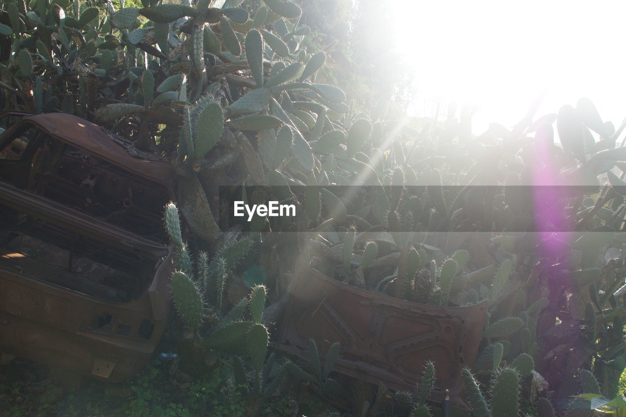 CLOSE-UP OF PLANTS ON SUNNY DAY