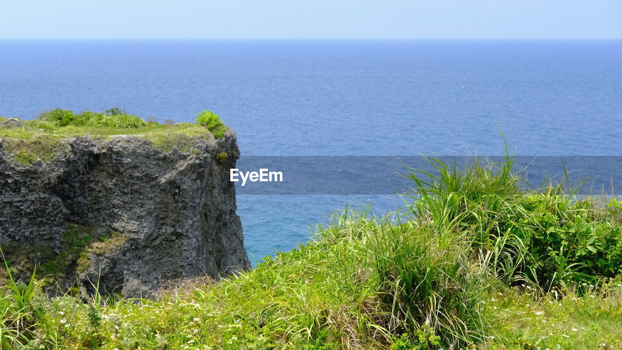 PLANTS GROWING ON LAND AGAINST SEA