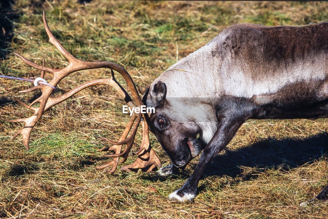 animal themes, animal, mammal, wildlife, one animal, animal wildlife, domestic animals, no people, nature, horn, day, field, land, plant, grass, livestock, horned, sunlight, outdoors, herbivorous