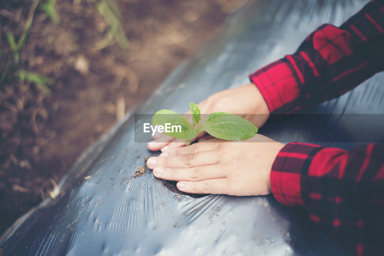 Close-up of woman hand gardening