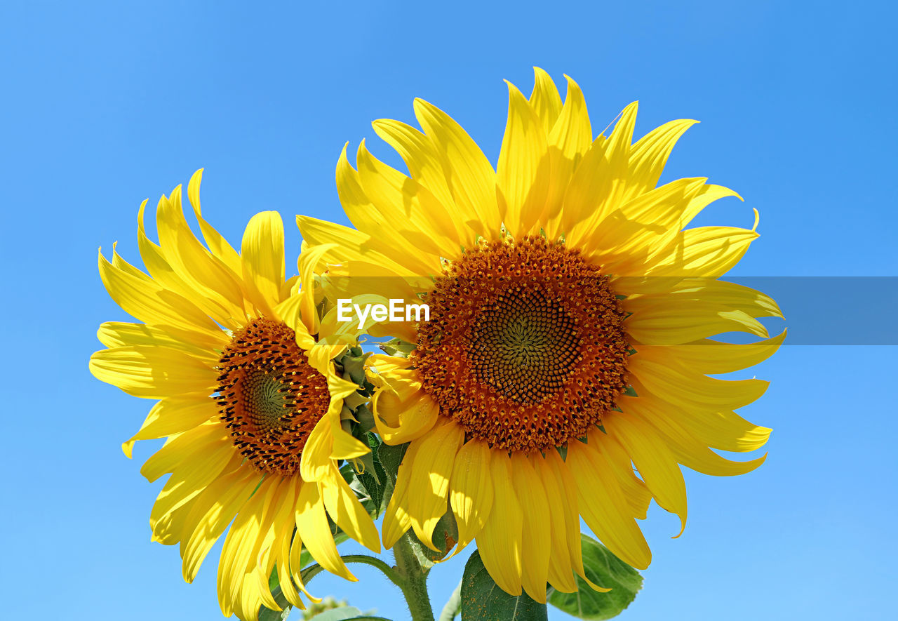 Pair of vivid yellow sunflowers against vibrant blue sunny sky