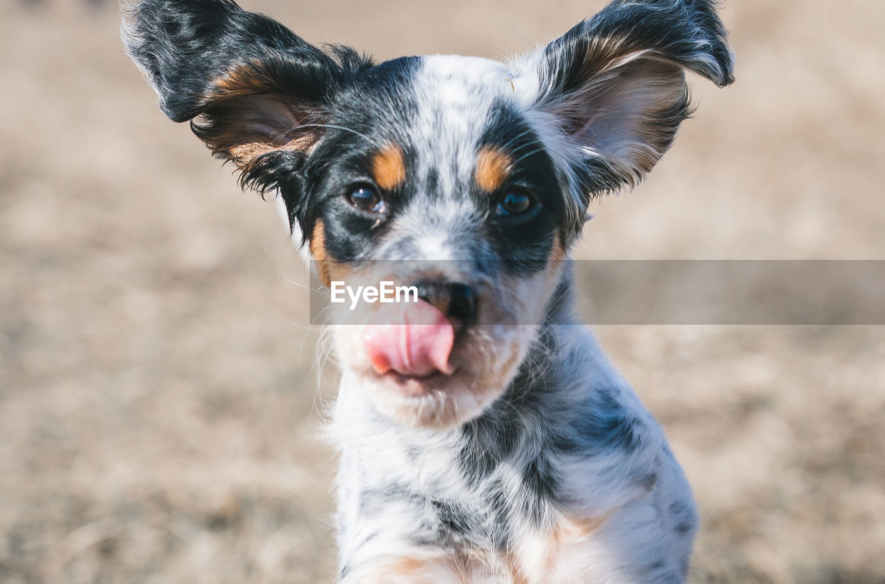 PORTRAIT OF DOG STICKING OUT TONGUE