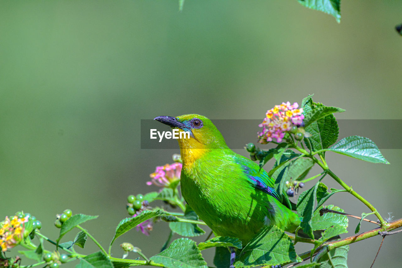animal themes, animal wildlife, animal, bird, nature, green, wildlife, one animal, plant, beauty in nature, branch, hummingbird, multi colored, perching, flower, flowering plant, plant part, beak, no people, tree, leaf, environment, outdoors, tropical bird, focus on foreground, forest, songbird, close-up, yellow, day, rainforest, eating