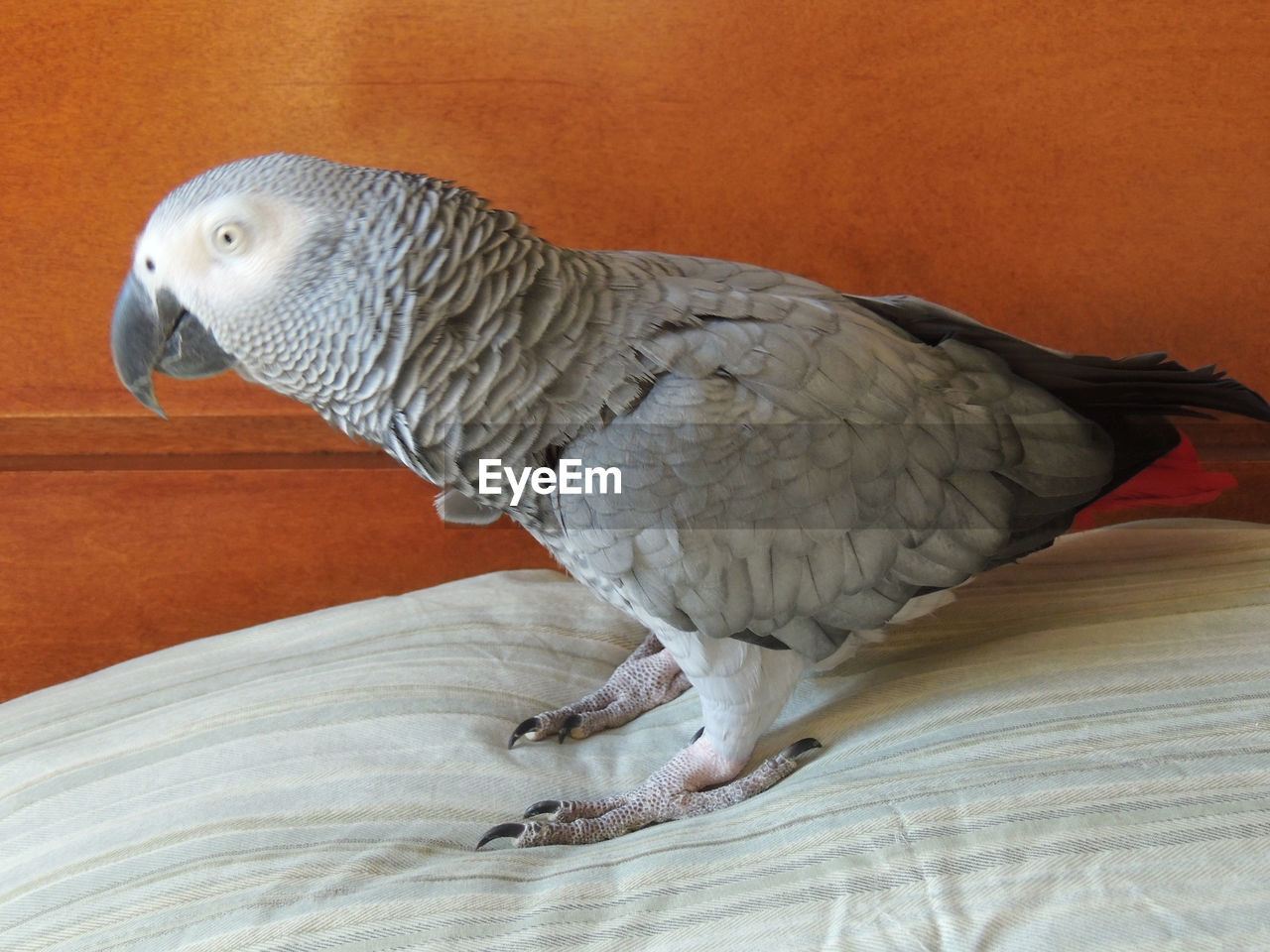 CLOSE-UP OF PARROT PERCHING ON BLANKET
