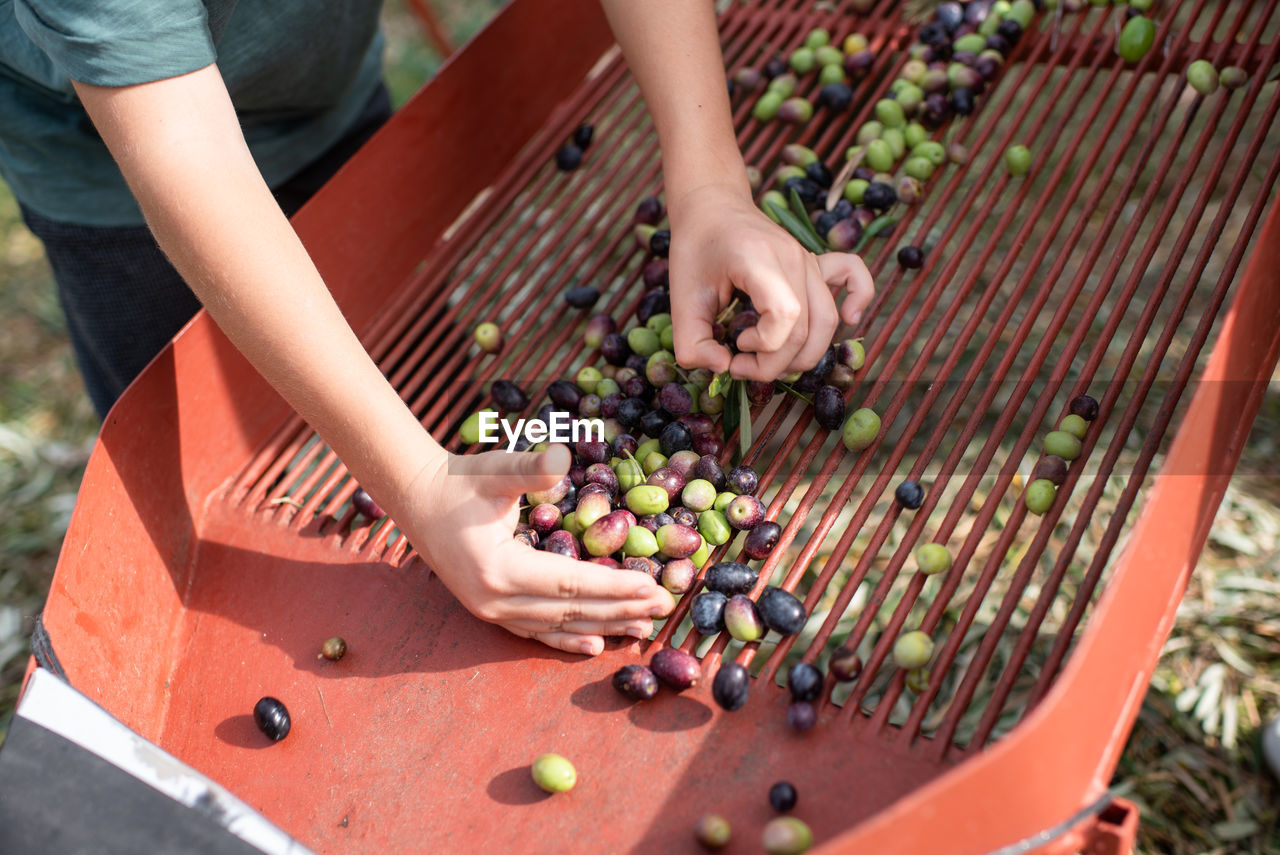 Crop unrecognizable kid separating black and green olives after harvesting in countryside