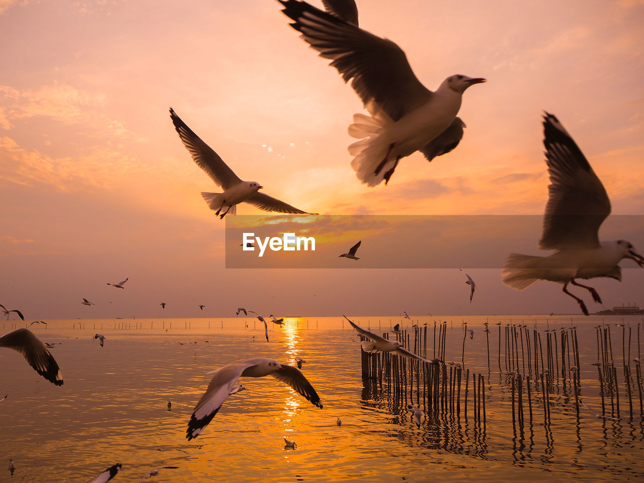 seagulls flying against cloudy sky