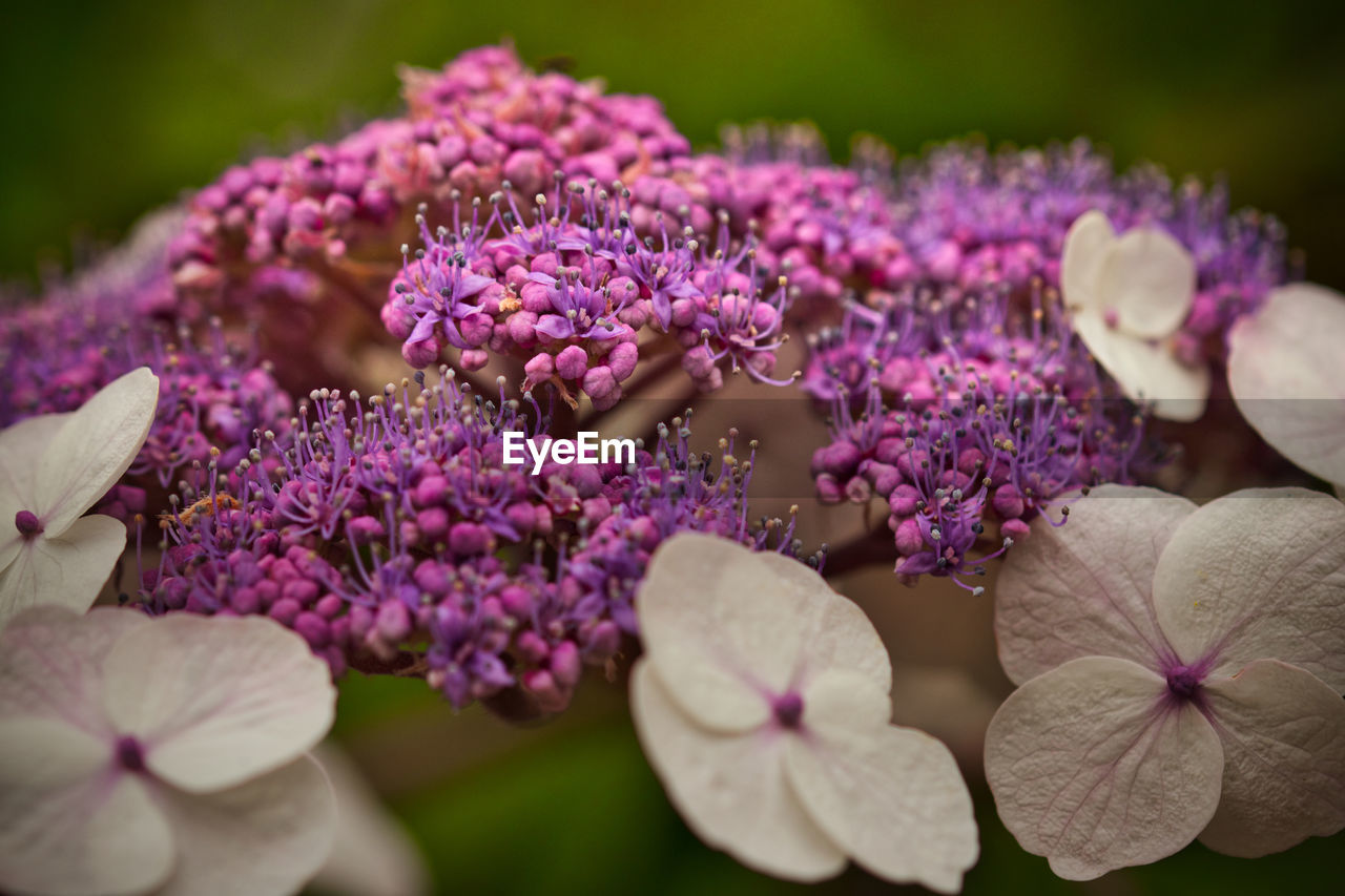 Close-up of purple hydrangea flowers