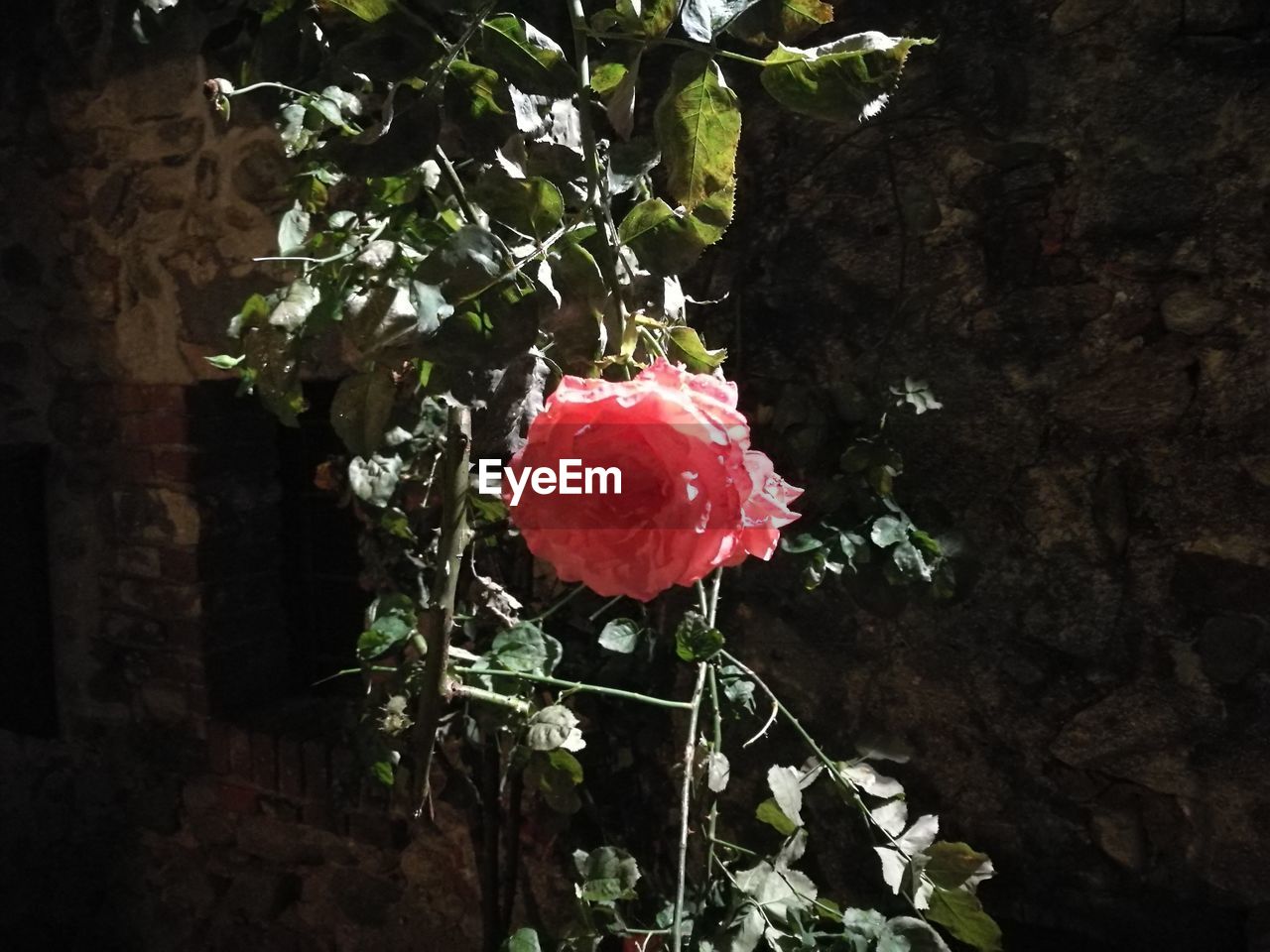 CLOSE-UP OF RED FLOWER GROWING IN WATER