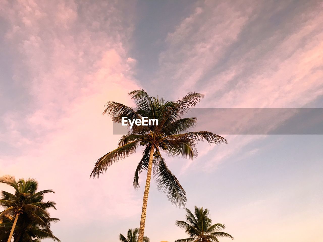 Low angle view of silhouette palm tree against romantic sky