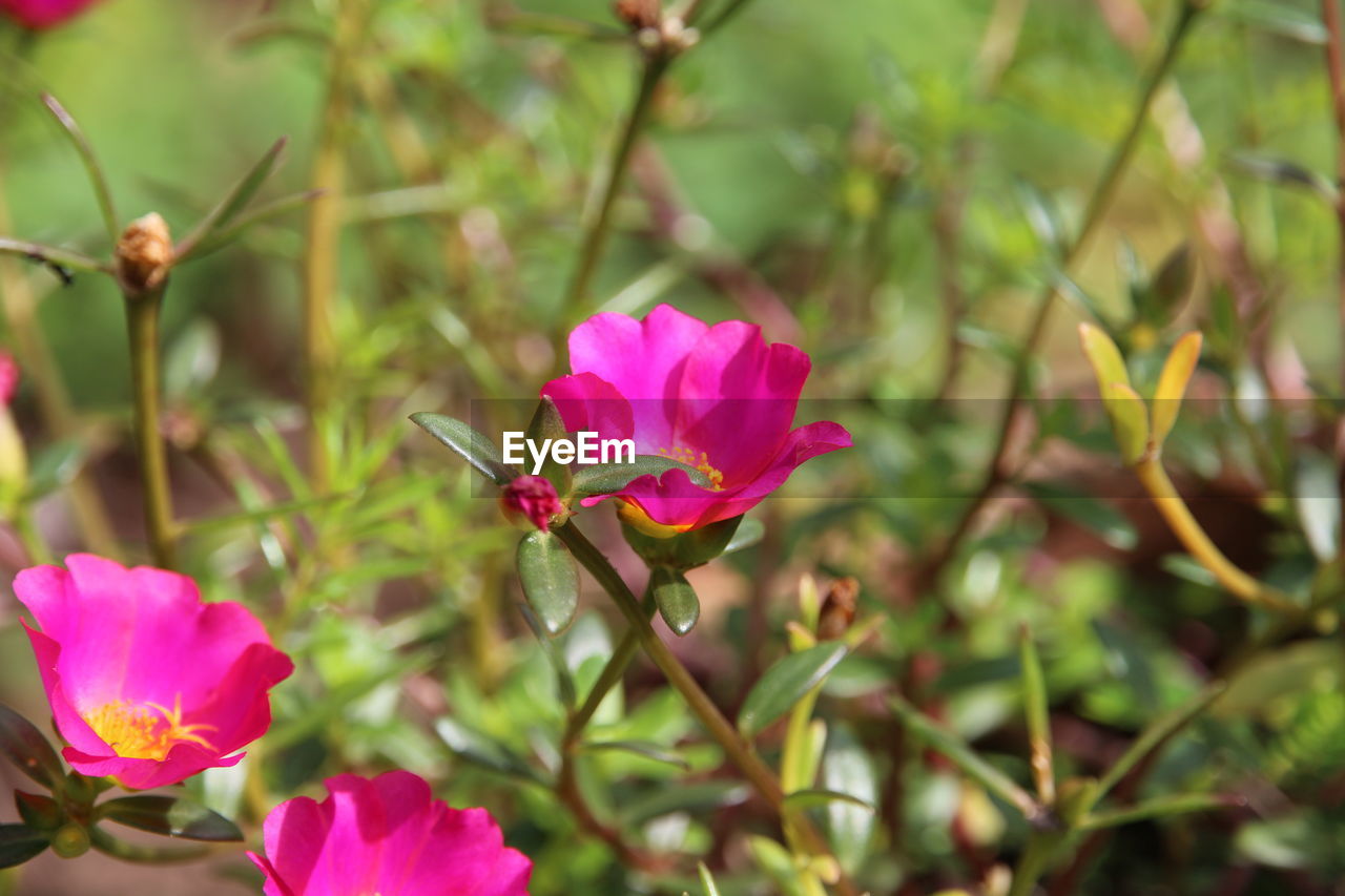 PINK COSMOS FLOWERS BLOOMING OUTDOORS