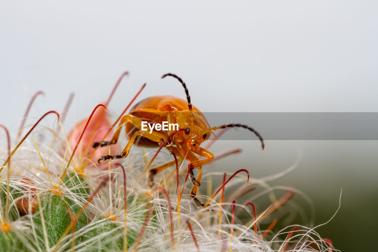 Close-up of insect on grass