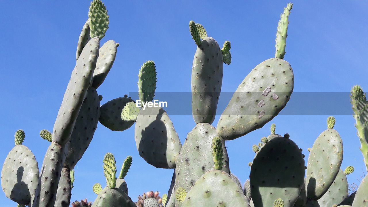 LOW ANGLE VIEW OF CACTUS PLANTS