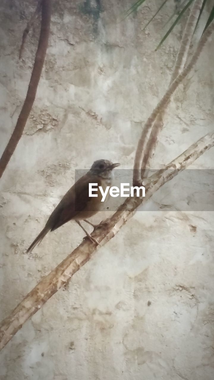 CLOSE-UP OF BIRD PERCHING ON WHITE BACKGROUND