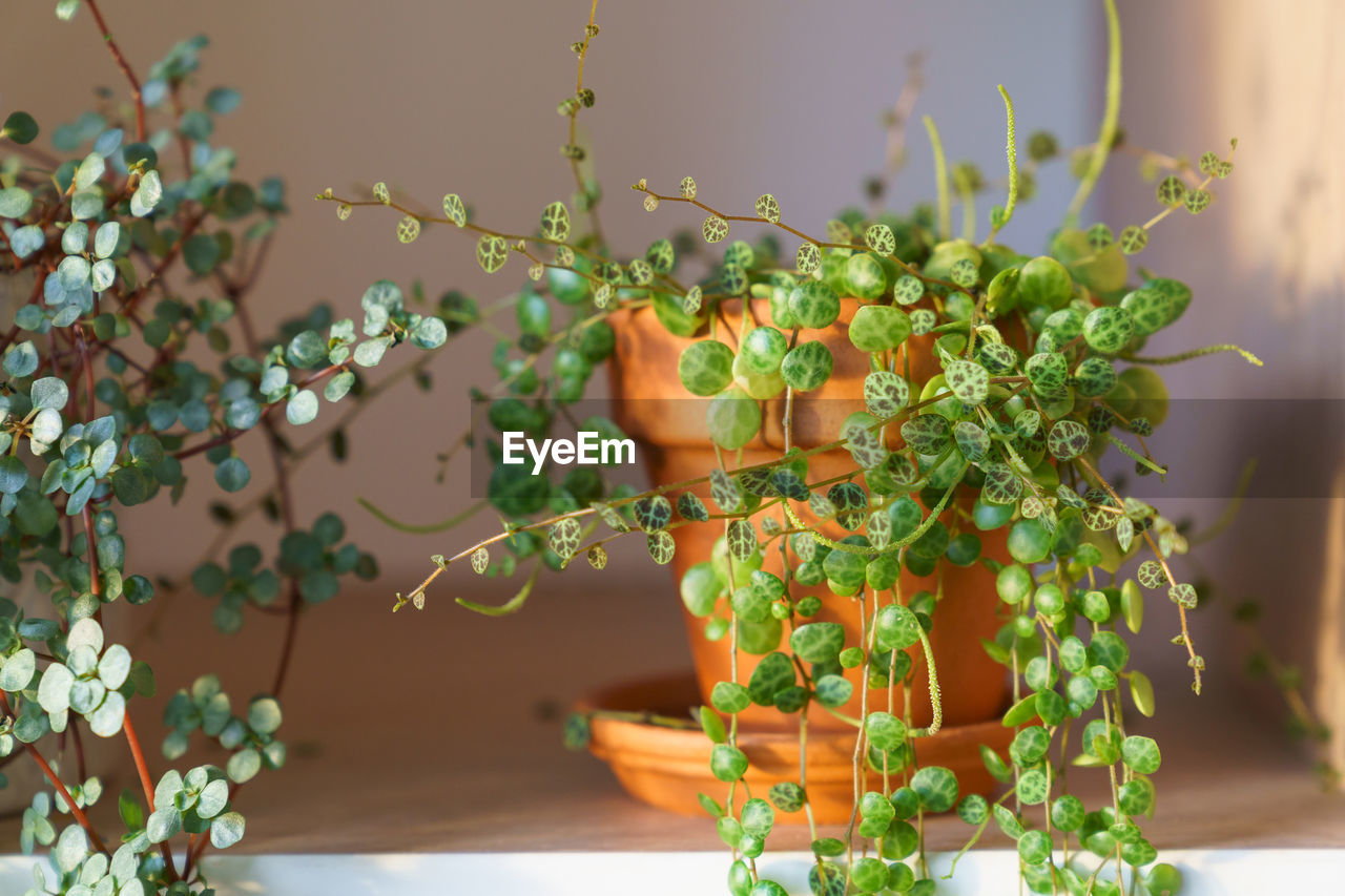 Closeup of peperomia prostrata in terracotta pot and pilea libanensis trailing houseplant at home