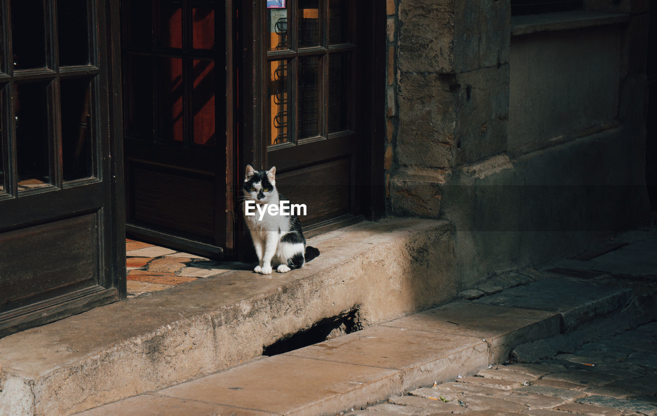 Cat sitting on outside step