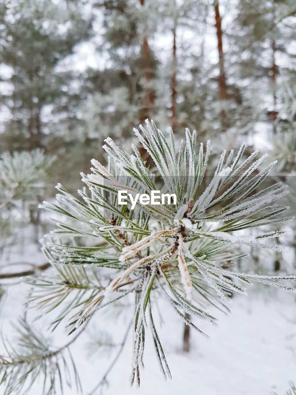 CLOSE-UP OF SNOW COVERED TREE