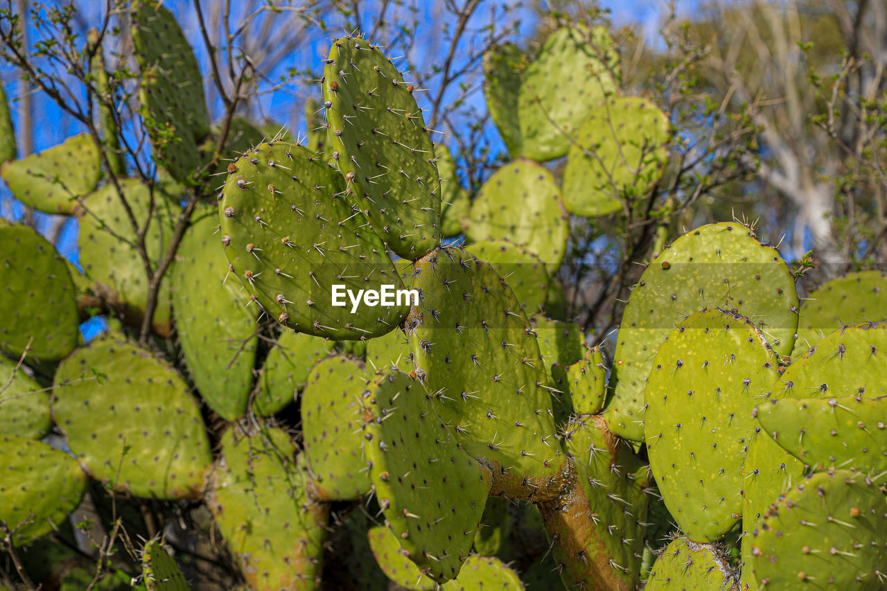 Close-up of fresh green leaf on plant, cactus, nopal stalk