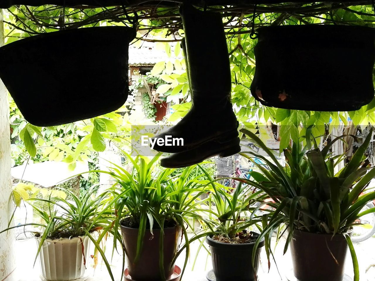 LOW SECTION OF POTTED PLANT HANGING ON WALL